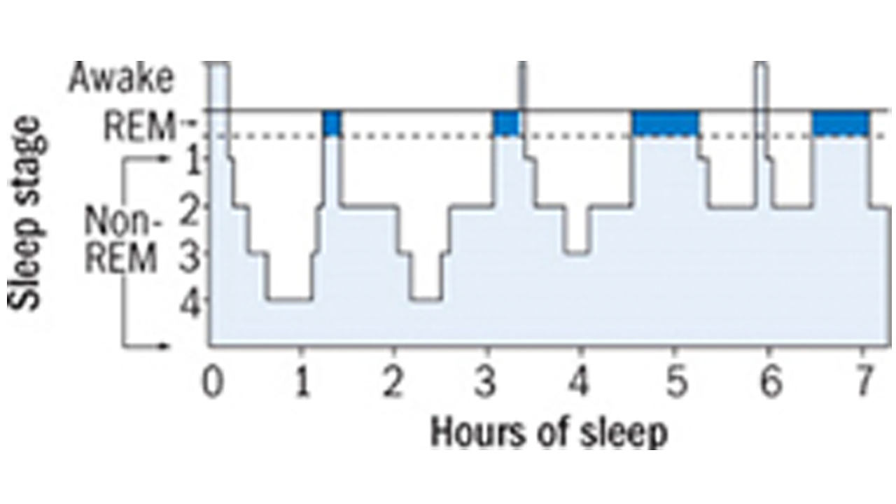 az alvás fázisai